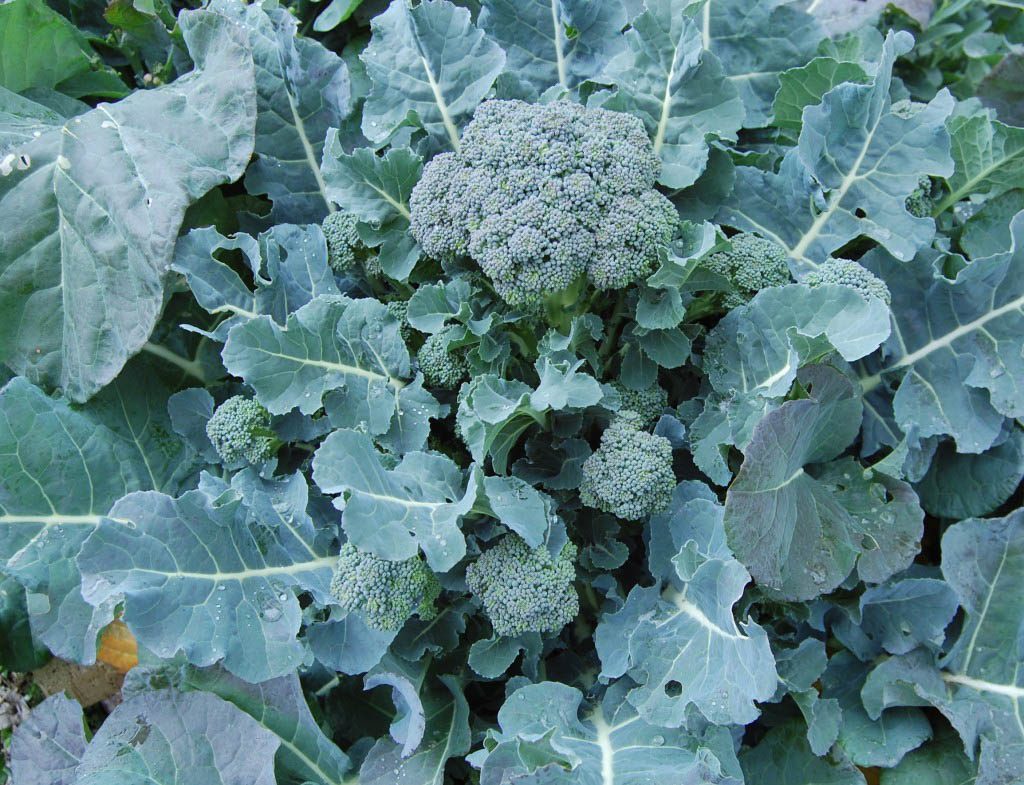 Copy of Broccoli