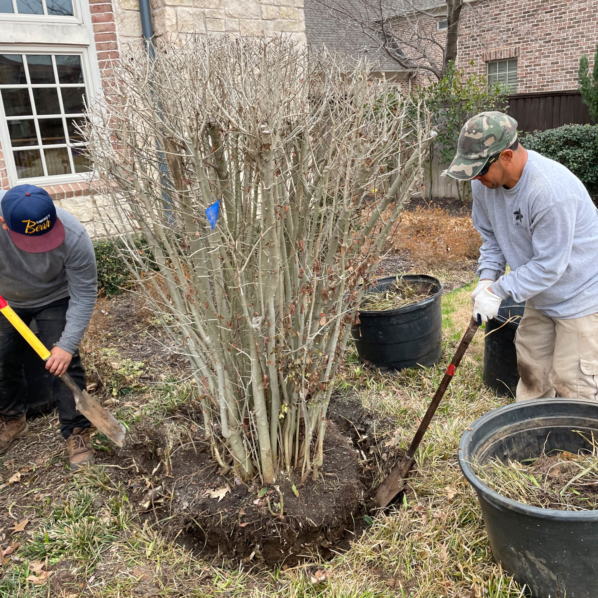 Colleyville, TX Tree Planting Services